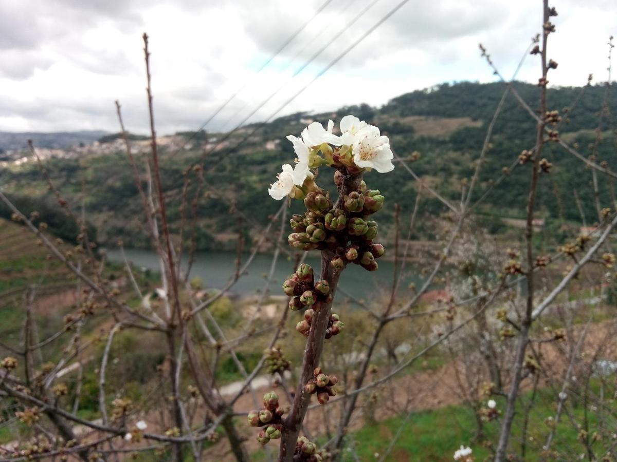 Douro Balcony Villa Ресенде Екстериор снимка